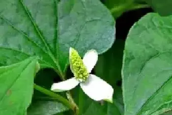 鱼腥草栽培技术 鱼腥草种植时间