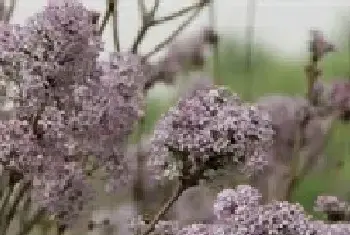 丁香花种植养护技巧