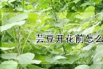 芸豆开花前怎么管理