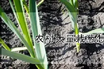 农村大量栽葱怎么栽