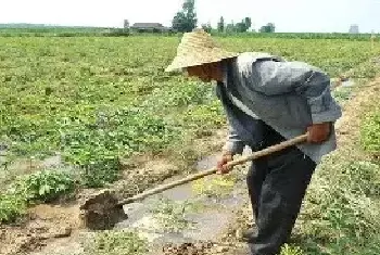 芝麻浇水时间怎么把握