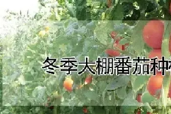 冬季大棚番茄种植技术