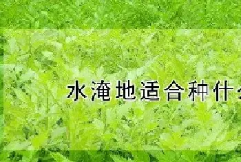 水淹地适合种什么蔬菜