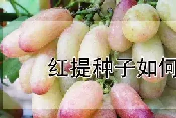 红提种子如何催芽