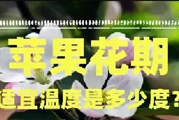 苹果花期适宜温度是多少度？每个品种都一样吗？