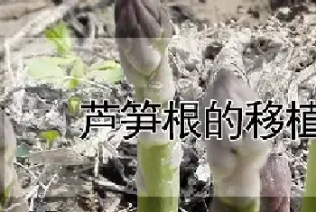 芦笋根的移植方法