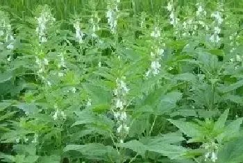 春芝麻种植时间和管理