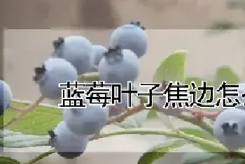 蓝莓叶子焦边怎么回事