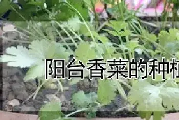 阳台香菜的种植方法