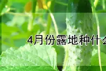 4月份露地种什么蔬菜