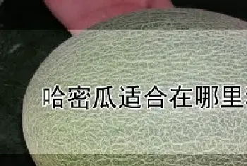 哈密瓜适合在哪里种植