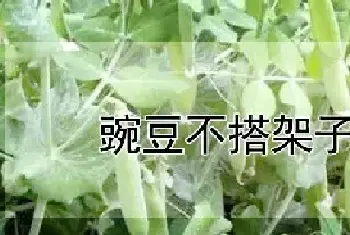 豌豆不搭架子行吗