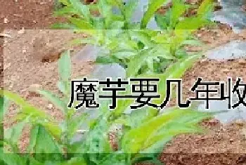 魔芋要几年收一次