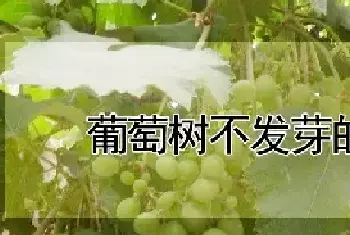 葡萄树不发芽的原因