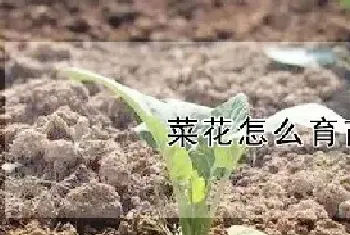 菜花怎么育苗