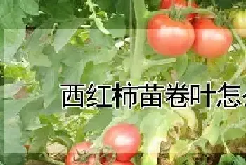 西红柿苗卷叶怎么回事