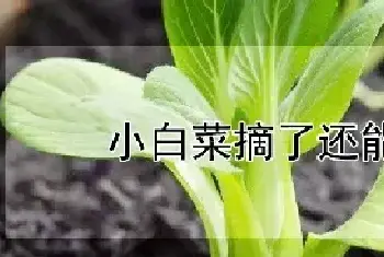 小白菜摘了还能长吗