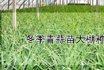 冬季青蒜苗大棚种植技术