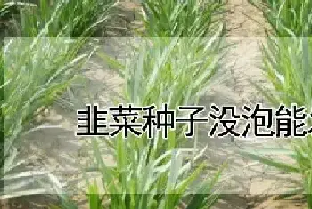 韭菜种子没泡能发芽吗