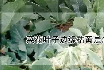 菜花叶子边缘枯黄是怎么回事