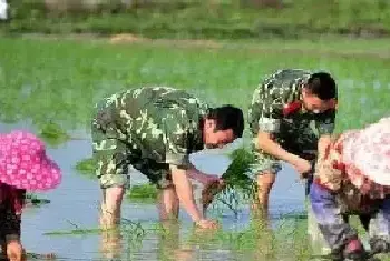 水稻插秧期、分蘖期、杨花期、结实期需求特性