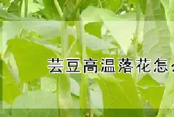 芸豆高温落花怎么管理