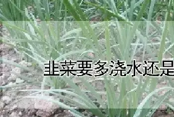 韭菜要多浇水还是少浇水