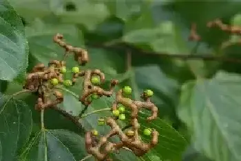 拐枣田间管理技术技巧