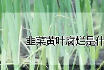 韭菜黄叶腐烂是什么原因