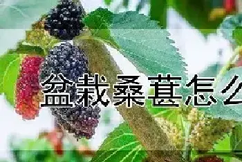 盆栽桑葚怎么养