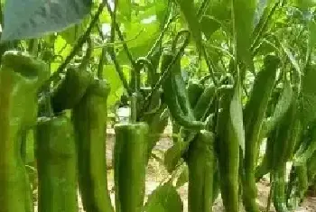 夏秋尖椒种植怎么提高产量 管理技术介绍