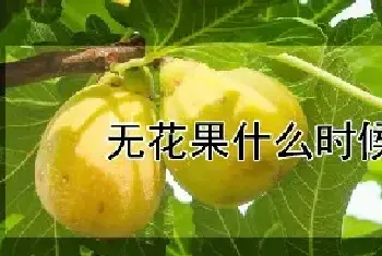 无花果什么时候成熟