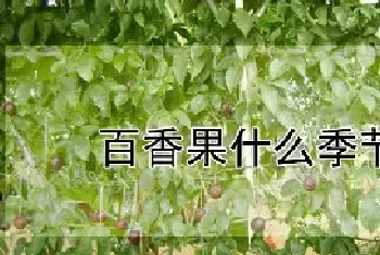 百香果什么季节成熟