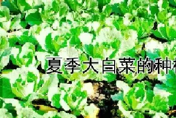 夏季大白菜的种植方法