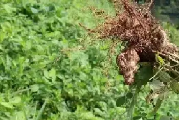 花生种植时间和生长期