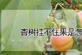 杏树挂不住果是怎么回事