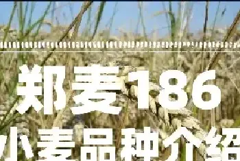 郑麦186小麦品种介绍