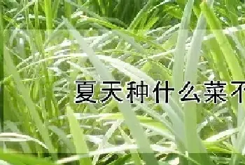 夏天种什么菜不生虫