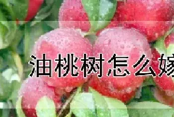 油桃树怎么嫁接