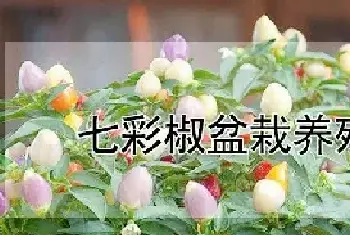 七彩椒盆栽养殖方法