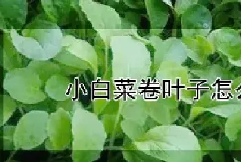 小白菜卷叶子怎么回事