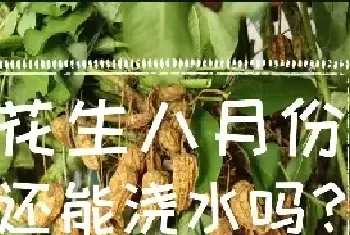 花生八月份还能浇水吗？如何管理花生