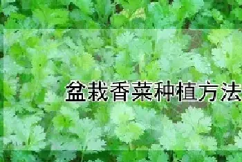 盆栽香菜种植方法和时间