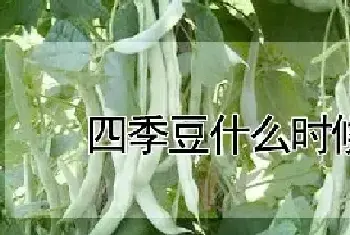 四季豆什么时候修叶