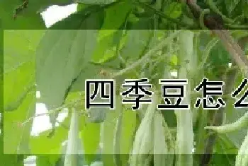 四季豆怎么种