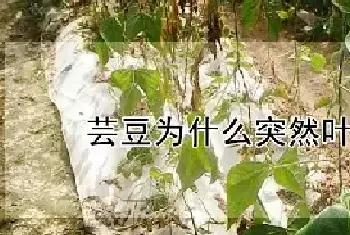 芸豆为什么突然叶子枯萎