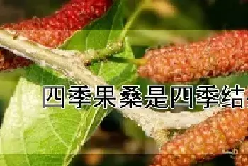 四季果桑是四季结果吗