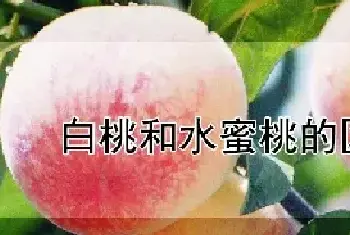 白桃和水蜜桃的区别