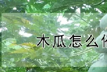 木瓜怎么催芽