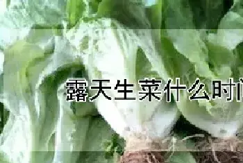 露天生菜什么时间种植